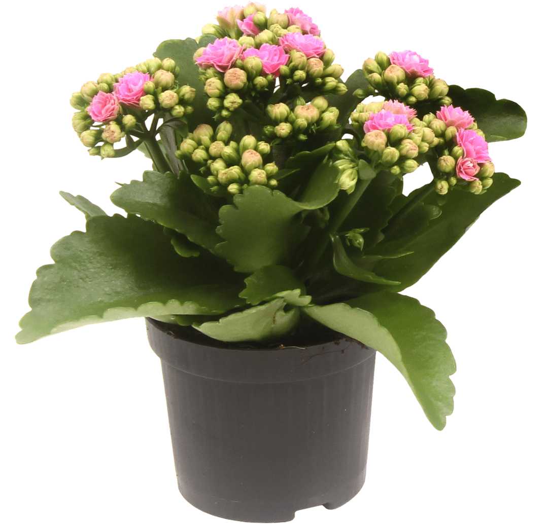 Kwiat Kalanchoe don 10,5cm szt. widok główny 