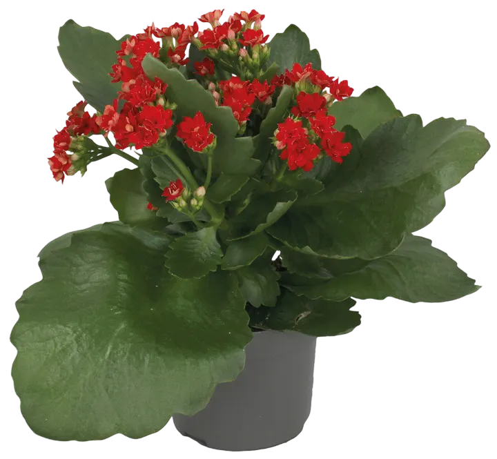 Kwiat Kalanchoe don 10,5cm widok główny