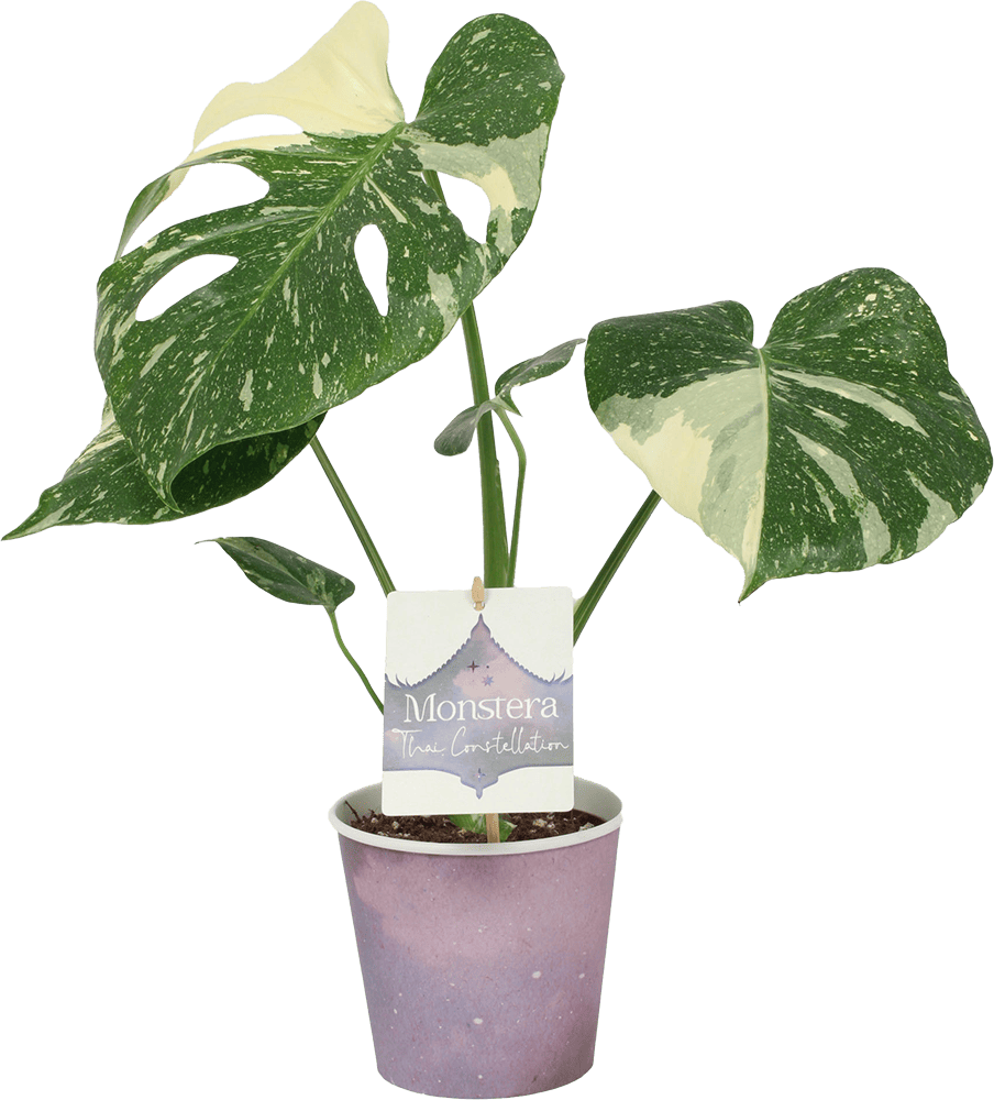 Kwiat Monstera thai don 12cm szt widok 1