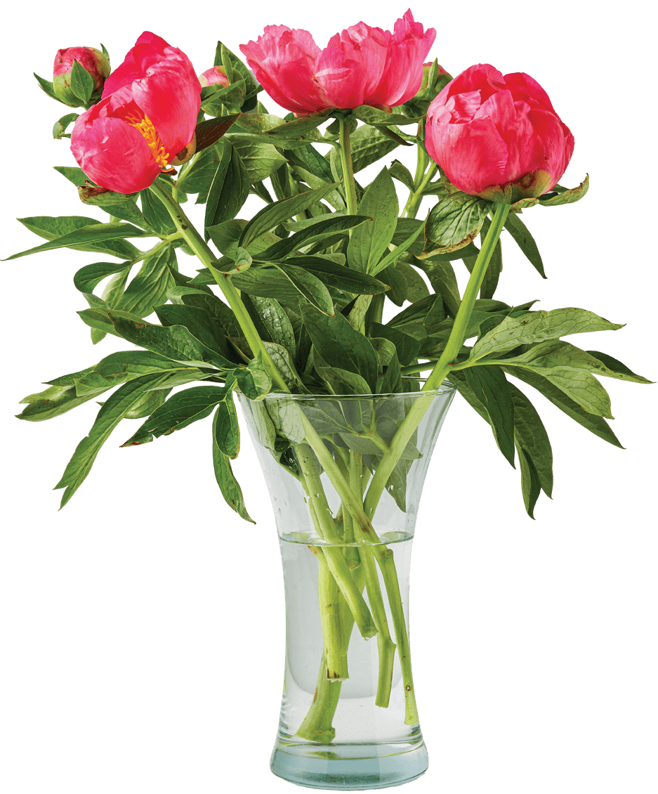 Kwiat bukiet Piwonia 6szt widok 3