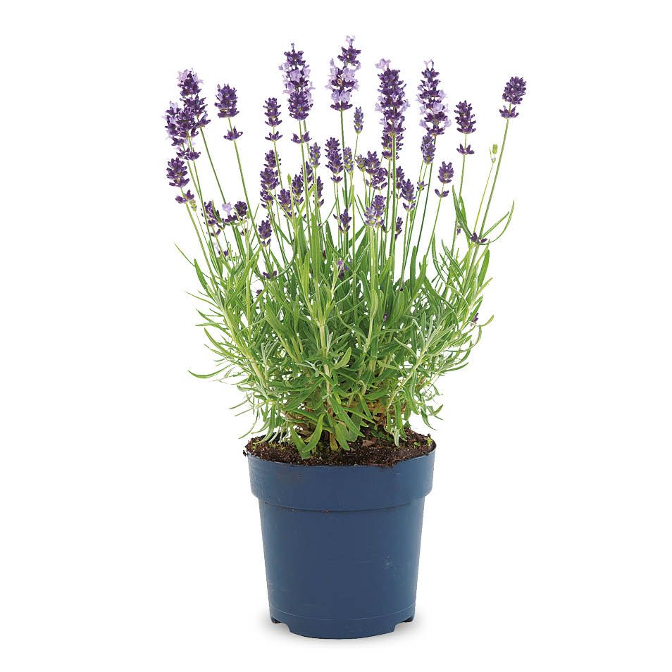 Kwiat Lawenda Felice blue don 12cm szt. widok główny