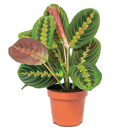 Kwiat Maranta don 12cm szt. widok 1