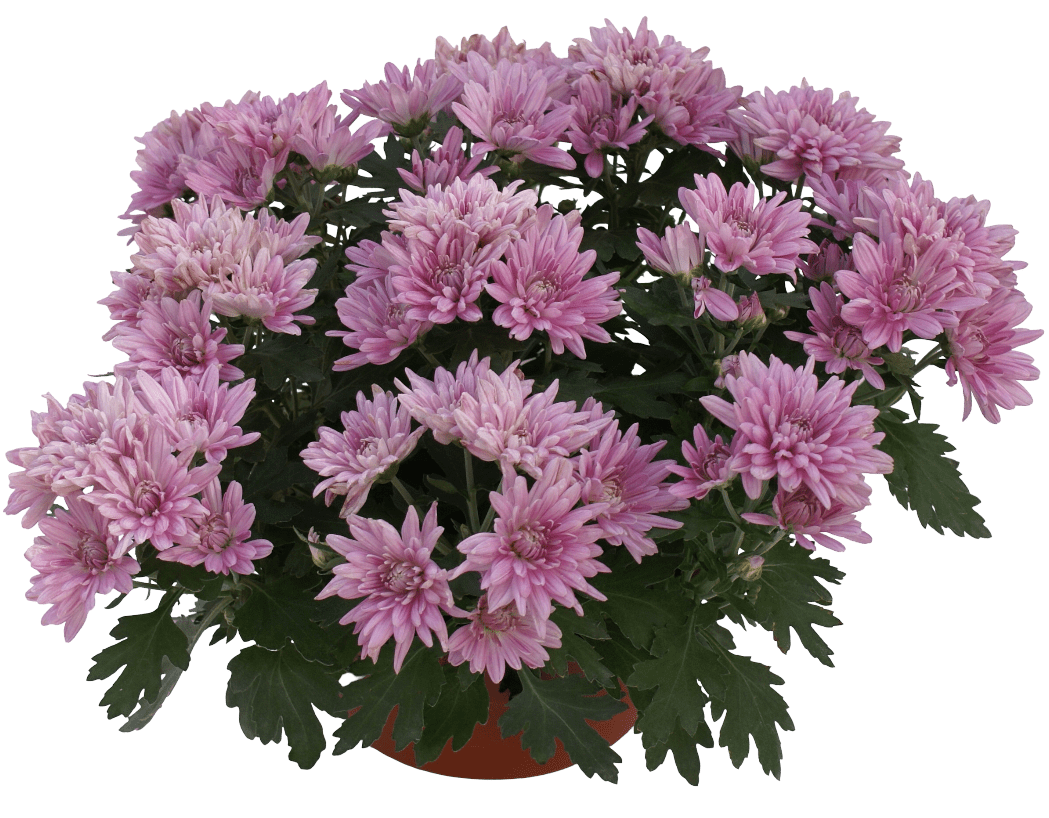Kwiat Chryzantema średniokwiatowa don 17cm szt. widok główny 