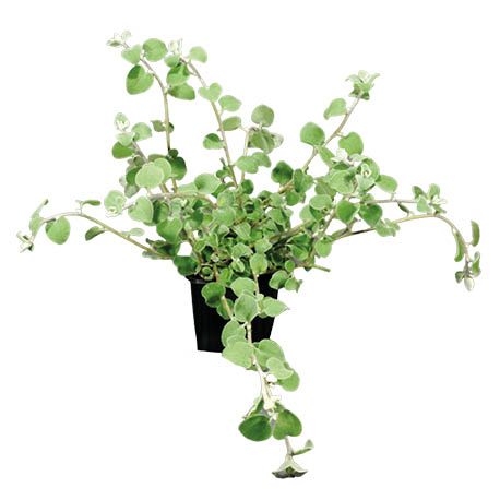 Kwiat Kocanka don 11cm szt. widok 1