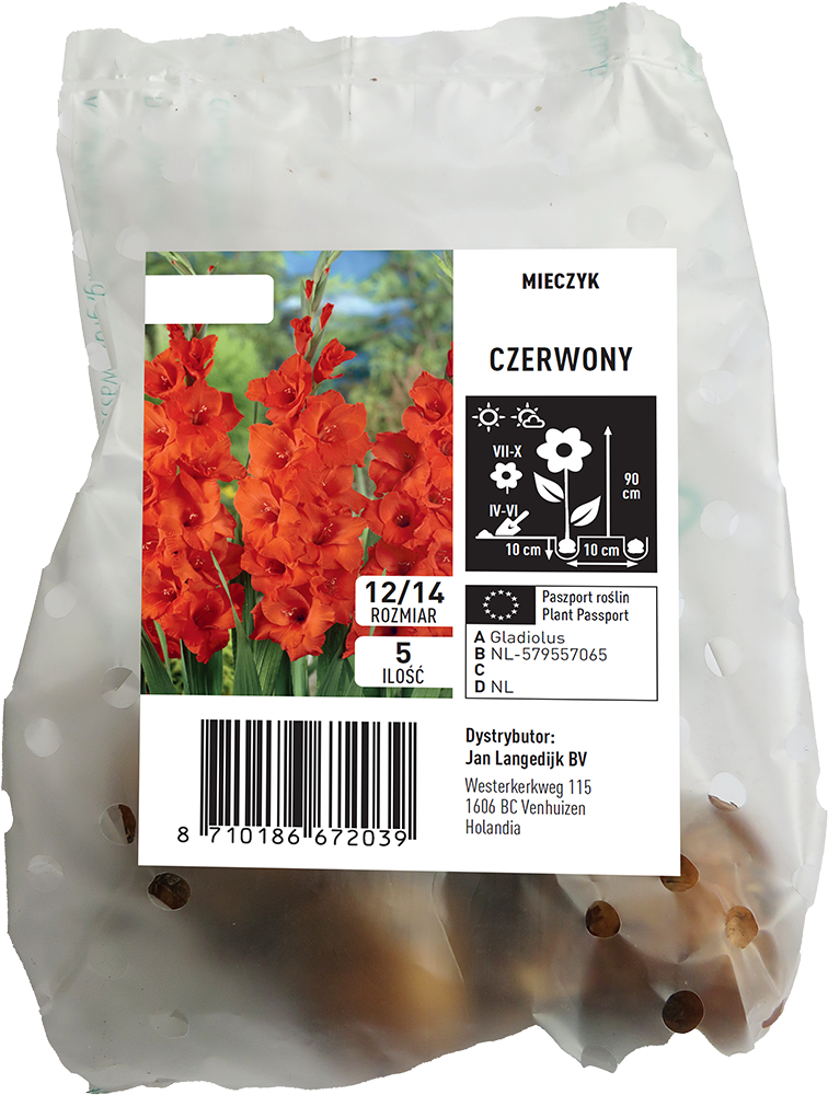 Cebula kwiatowa Mieczyk Czerwony 5szt widok 1