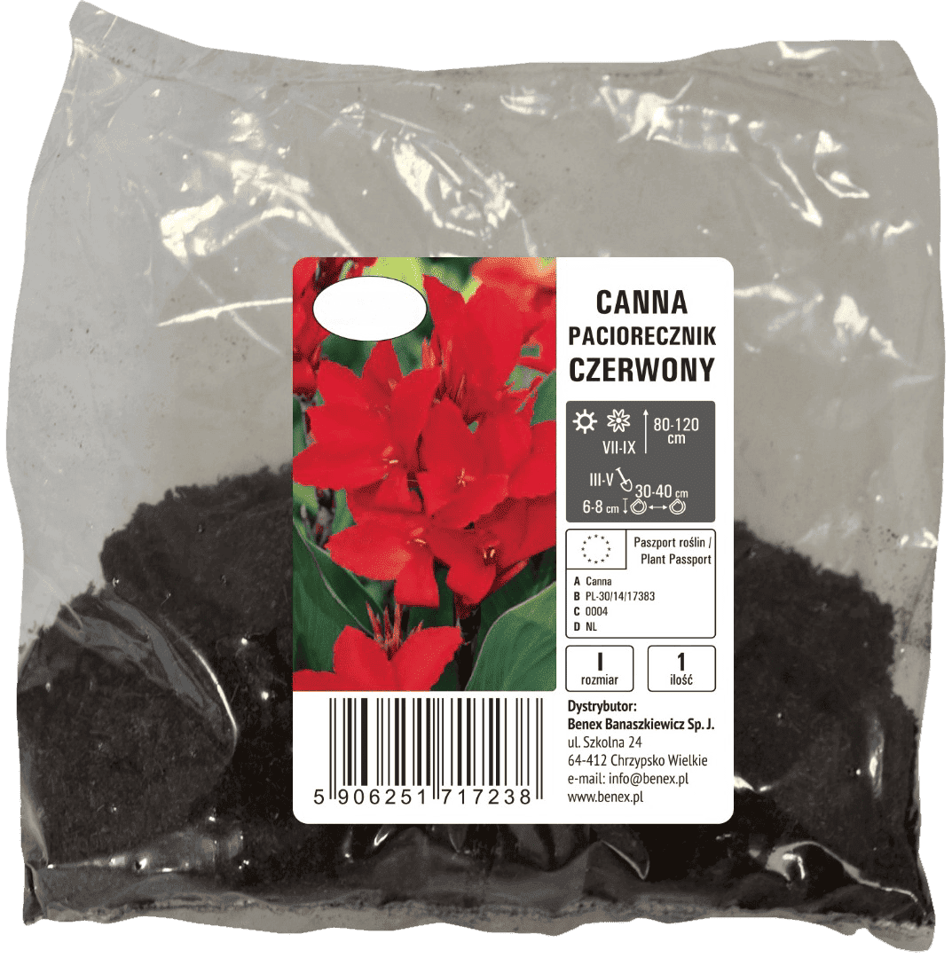 Cebula kwiatowa Canna Paciorecznik czerwony szt widok 1