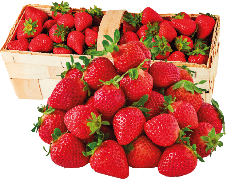 Truskawka kg widok główny