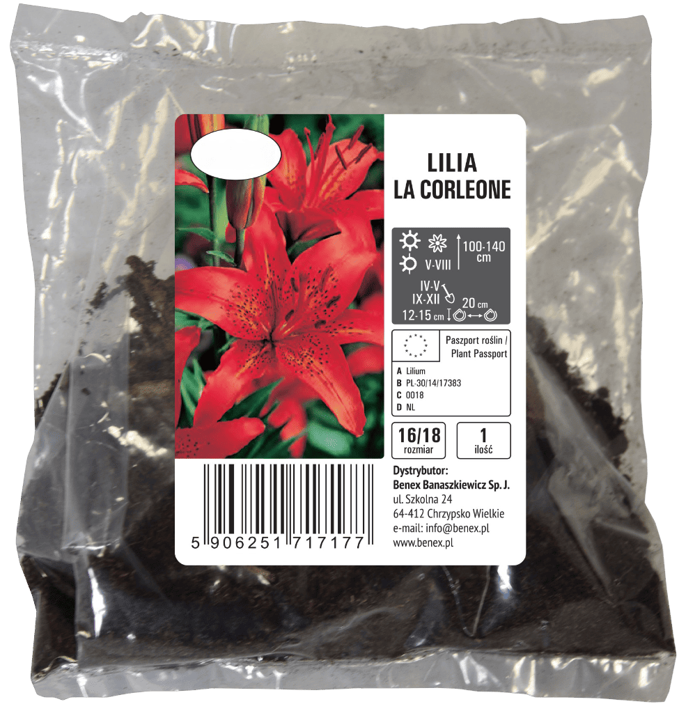 Cebula kwiatowa Lilia La Corleone szt widok 1