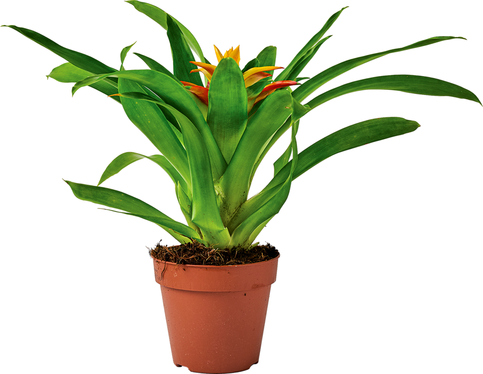 Kwiat Bromelia More Lips don 10,5cm szt widok główny