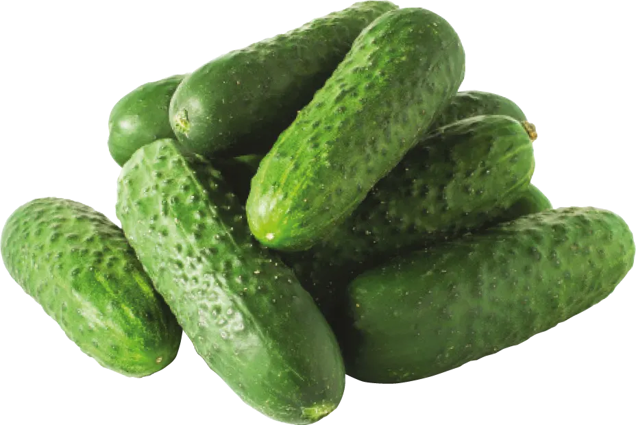 Ogórek gruntowy widok 1