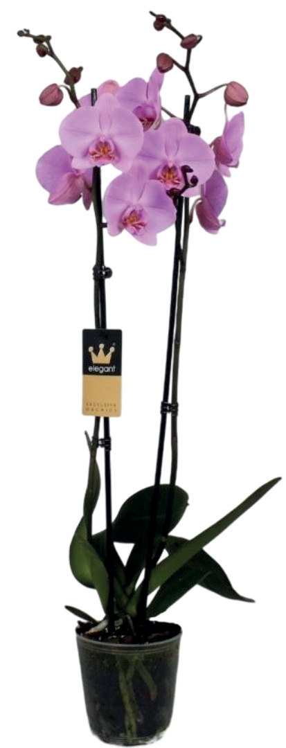 Kwiat Polski Storczyk 2-pęd don 12cm szt widok 1