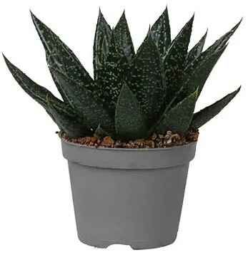 Kwiat Sukulenty don 6cm szt widok 1