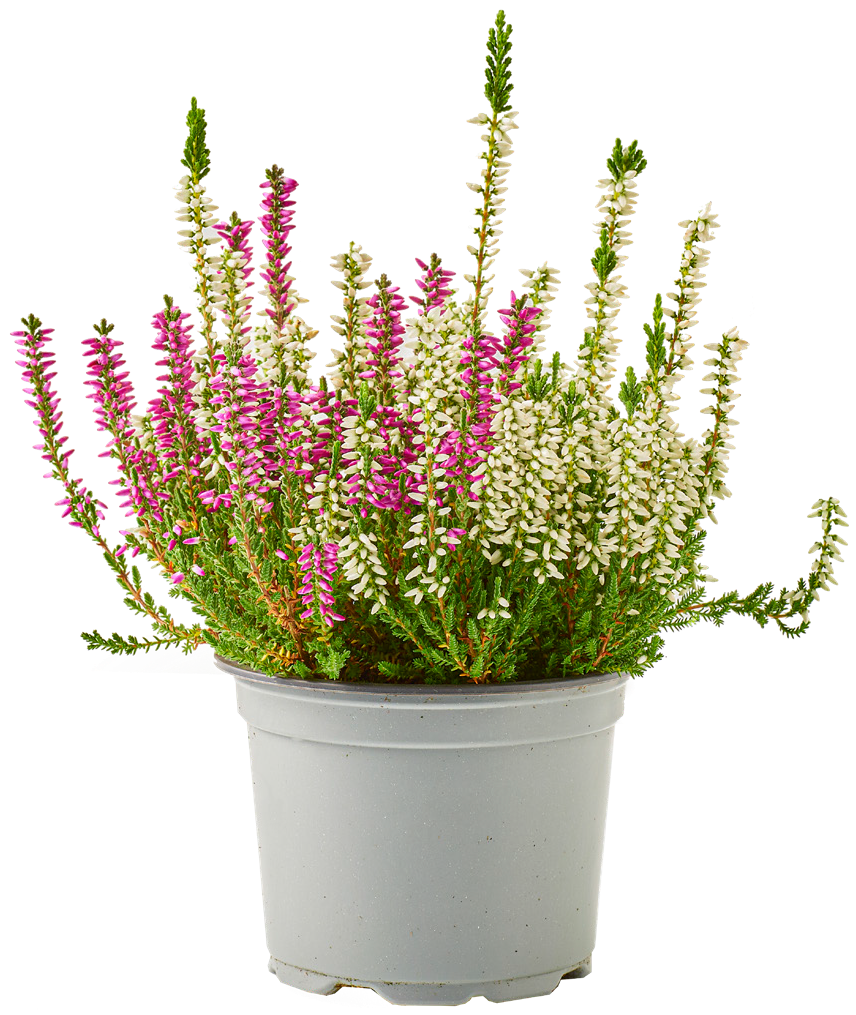 Kwiat Wrzos dwukolorowy don 11cm szt widok główny 