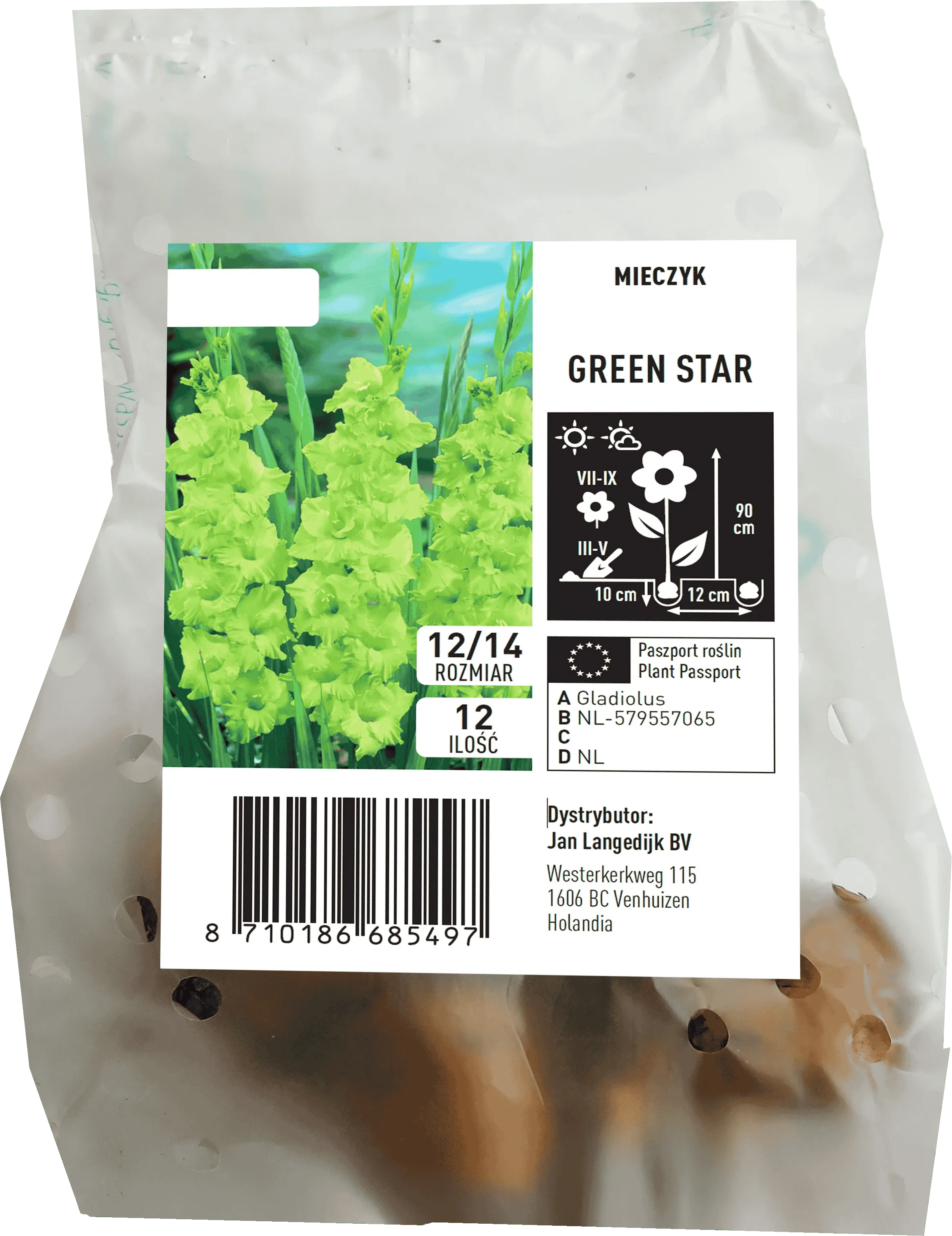Cebula kwiatowa Mieczyk Green Star 12szt widok 1
