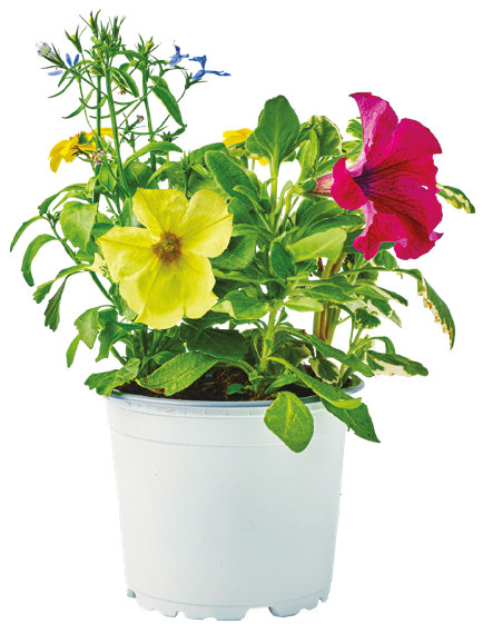 Kwiat Trio Mio don 12cm szt widok 1