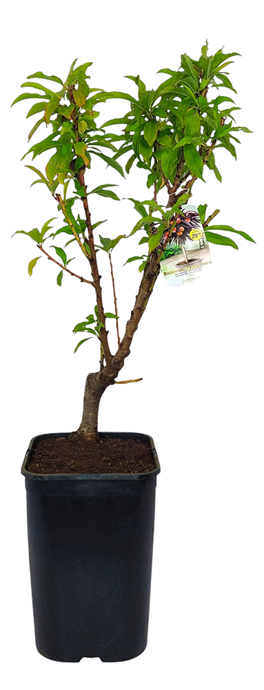 Drzewo owocowe Brzoskwinia donica C6 szt widok główny