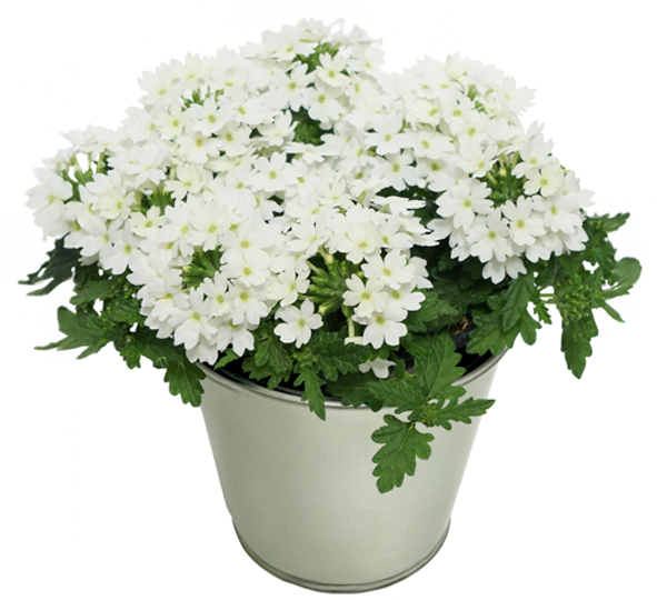 Kwiat Werbena don 11cm szt. widok 1