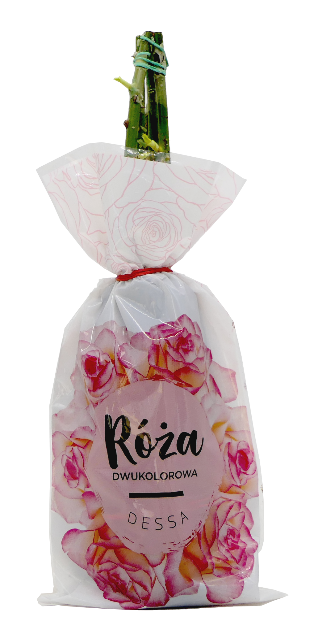 Krzew Róża dwukolorowa Dessa balot szt widok 1