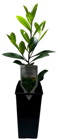 Krzew Laurowiśnia don C2 szt widok 1