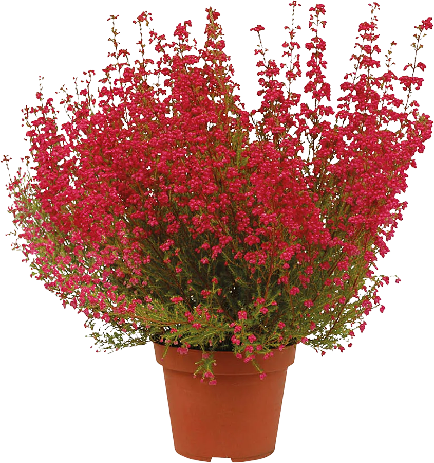 Kwiat Wrzosiec Gracilis don 11cm szt. widok główny