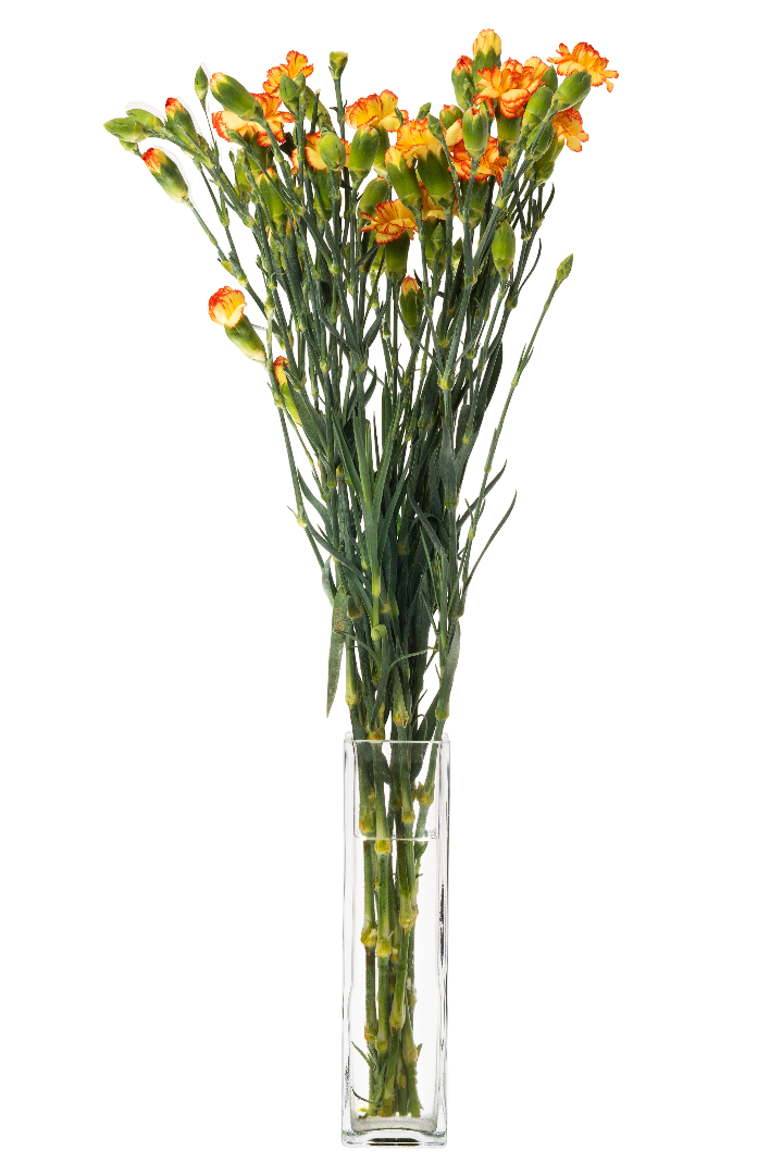 Kwiat bukiet Goździk wielkokwiatowy 10szt widok 3