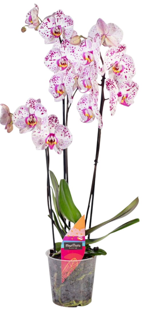 Kwiat Polski Storczyk 2-pędowy don 12cm szt widok 2