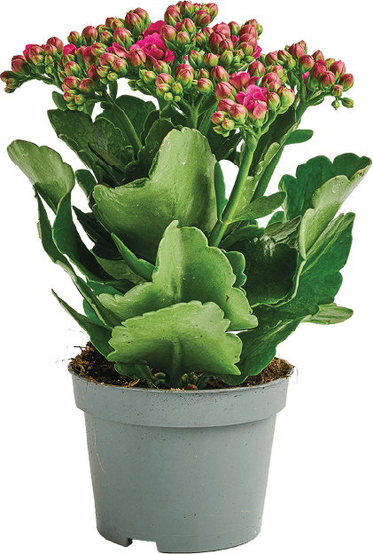 Kwiat Kalanchoe don 10,5cm widok główny