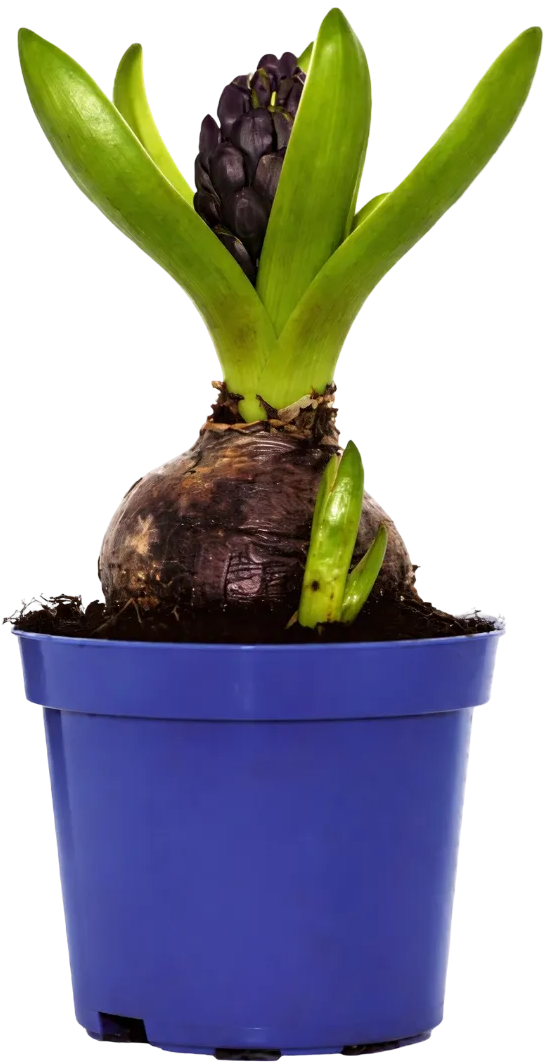 Kwiat Hiacynt don 8,5cm szt widok główny