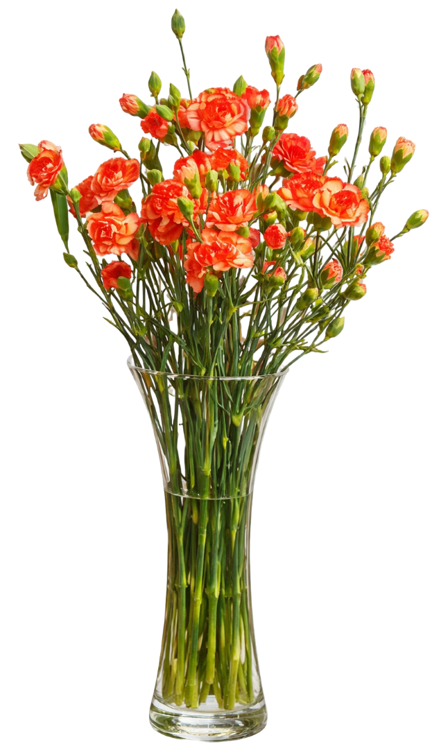 Kwiat bukiet Goździk 10szt widok 2