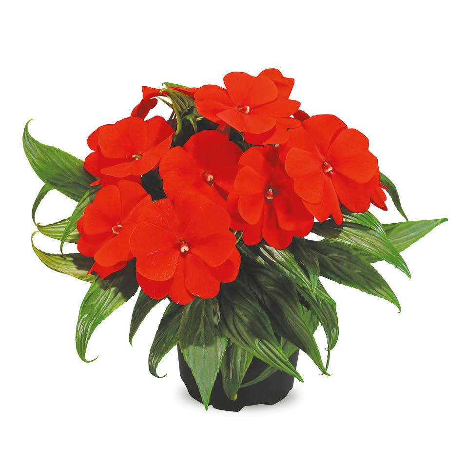 Kwiat Niecierpek don 13cm szt. widok 1