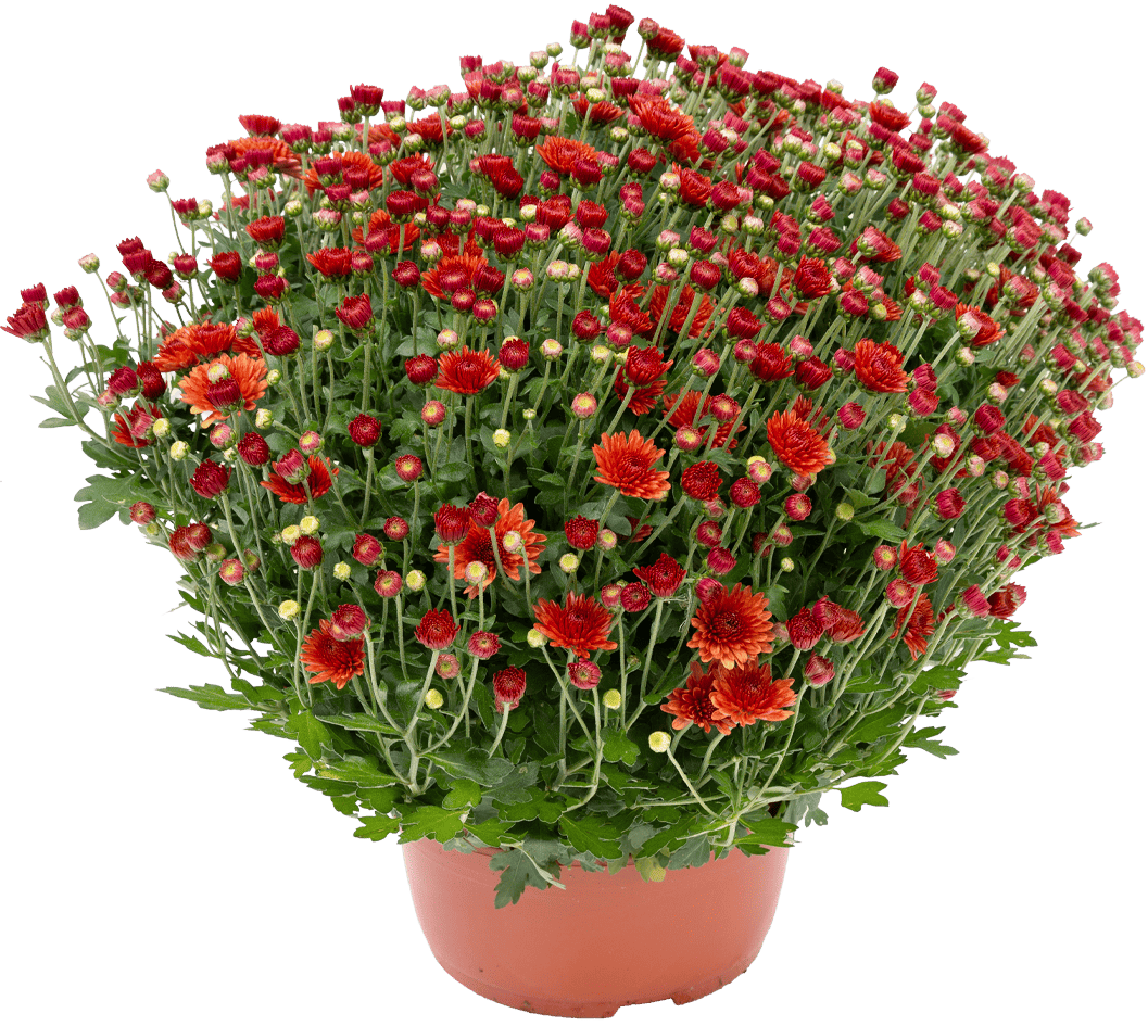Zdjęcie produktu - Kwiat Chryzantema drobnokwiatowa don 21cm szt