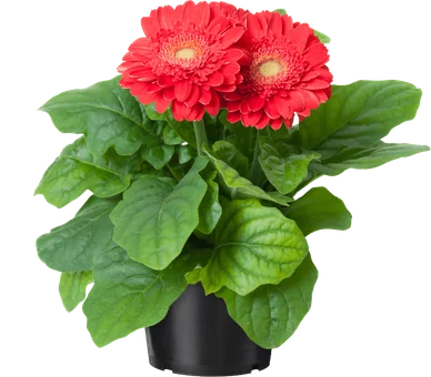 Kwiat Gerbera don 12cm szt widok główny 