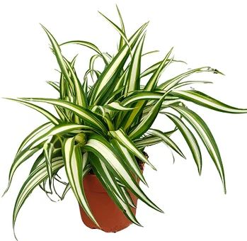 Zdjęcie produktu - Kwiat Zielistka Variegata don 12cm szt