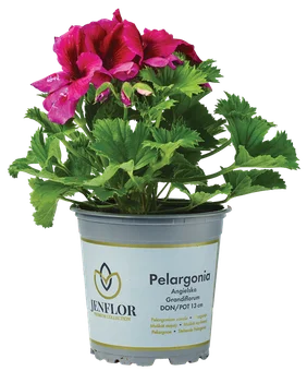 Kwiat Pelargonia angielska don 13cm szt widok główny 