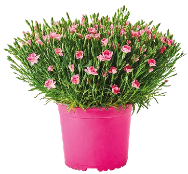 Kwiat Goździk mix don 17cm szt. widok główny
