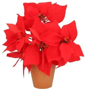 Gwiazda betlejemska w doniczce 30cm mix BN25 widok główny 