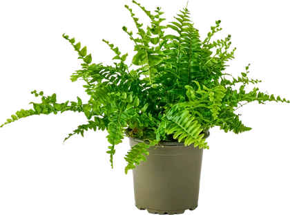 Zdjęcie produktu - Kwiat Paproć don 9cm szt