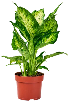 Zdjęcie produktu - Dieffenbachia