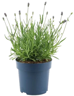 Kwiat Lawenda Felice blue don 15cm szt. widok główny 