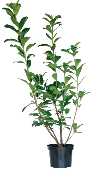 Zdjęcie produktu - Krzew Laurowiśnia don C5 szt