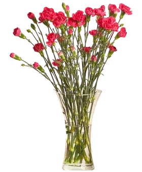 Kwiat bukiet Goździk wielkokwiatowy 10szt widok główny