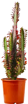 Kwiat Euphorbia don 17cm szt widok główny 