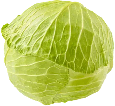 Kapusta biała widok 1