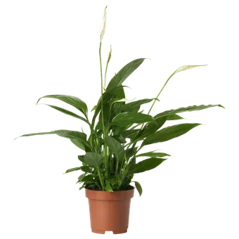 Kwiat Skrzydłokwiat don 9cm szt. widok główny 