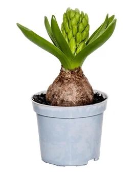 Kwiat Hiacynt don 8,5cm szt widok główny 