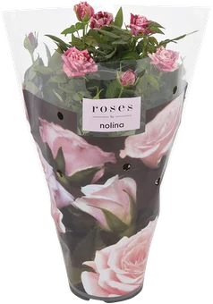 Kwiat Róża patio don 13cm szt widok 1