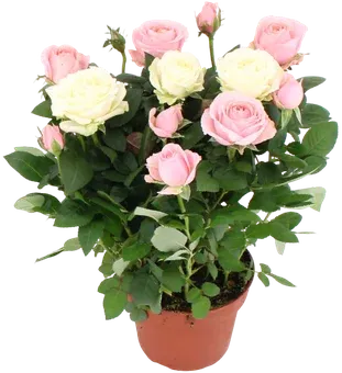 Kwiat Róża duo don 14cm szt widok główny