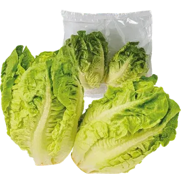 Zdjęcie produktu - Sałata rzymska mini