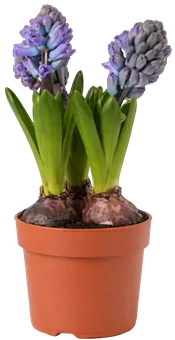 Kwiat Rośliny cebulowe don 12cm szt widok główny 