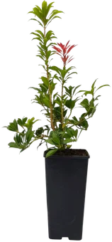 Krzew Pieris don C2 szt widok 1